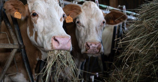 news_ghana's tweet photo. Anthrax: Upper East Muslims restricted from animal sacrifice during Eid-ul-Adha #Headlines #Animalslaughtering #AnthonyAdongoApubeo #Anthrax #GNA https://t.co/KSifjfoNcO https://t.co/qXDQilixil