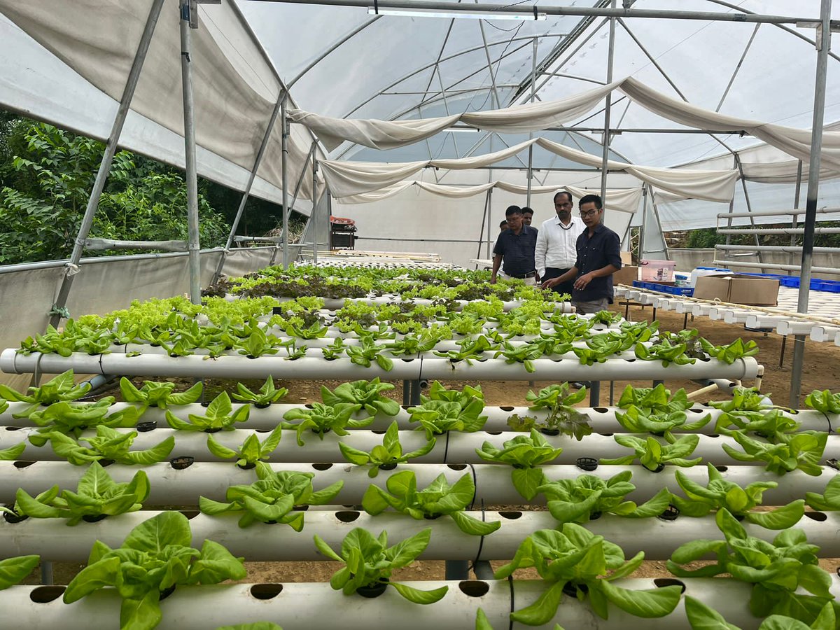 Thunglamo Humtsoe is an agri entrepreneur pioneering the Hydroponic Farming in Wokha to produce year round high value vegetables. 

With support received under MIDH and #CMMFI scheme of #Nagaland, he is set to expand his business multifold.
