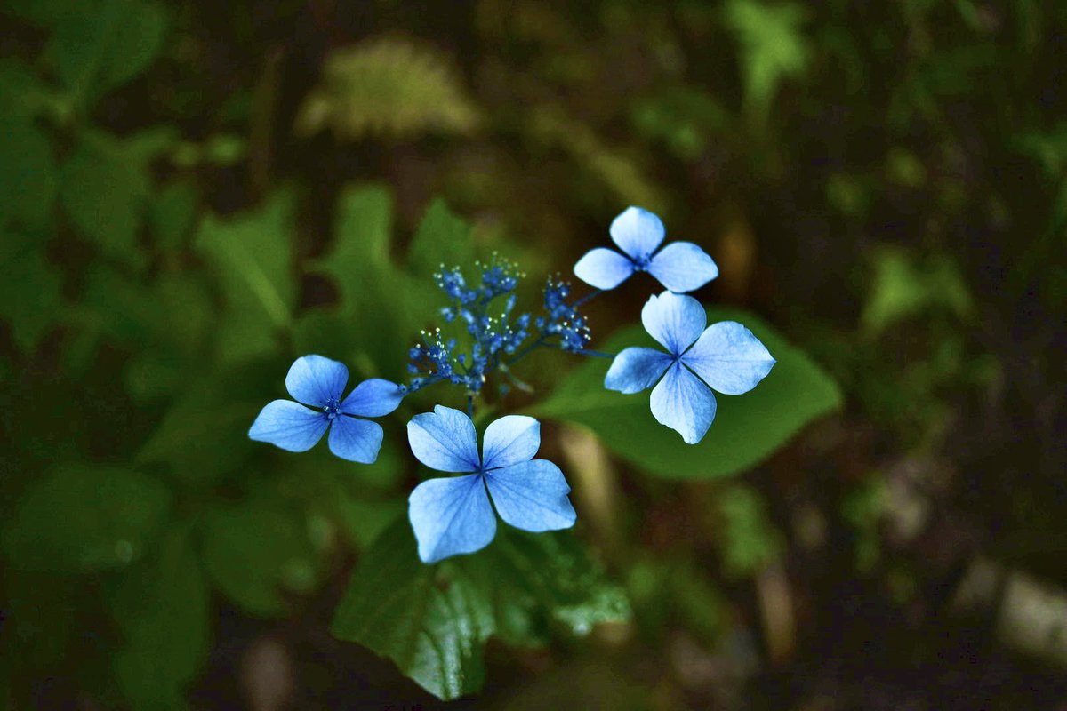 京都府福知山
華觀音寺（丹波あじさい寺）
#福知山
#あじさい 
#紫陽花
#D750
#nikon
#nikond750 
#一眼レフのある生活 
#一眼レフ男子 
#写真好き 
#写真撮るのが好きな人と繋がりたい 
#ファインダーの越しの私の世界 
#ファインダーの向こう
#ファインダー越しに見る私の世界 
#華觀音寺