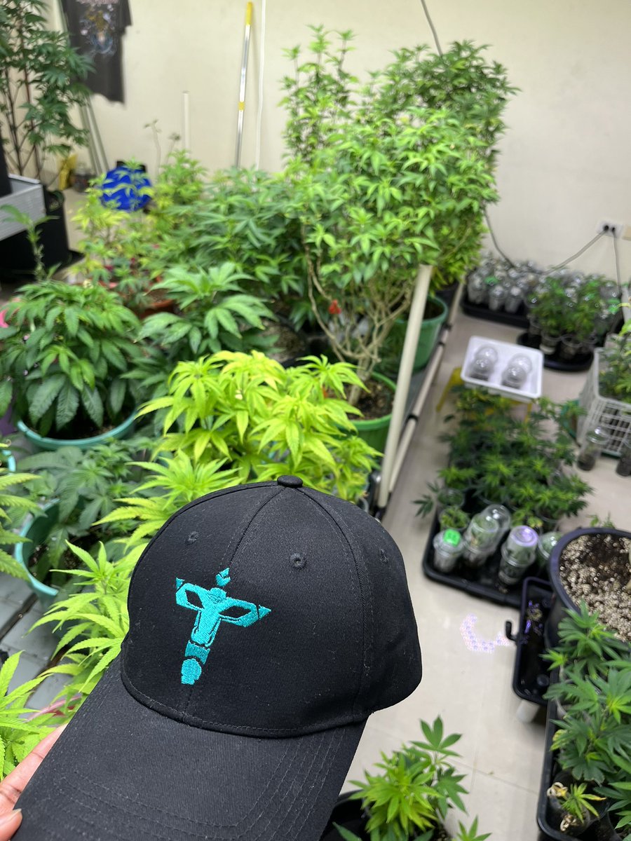1 MINT = 1 TREE 🌳

Utility that directly benefits everyone🌍

Innovative work <a href="/TreedomNFT/">Treedom Tribals</a> 🌱🚀

Like, Share, RT♻️
#GreenChip #Solana