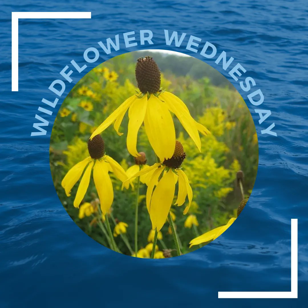 This week's #wildflowerwednesday is the Yellow Coneflower (Ratibida pinnata)! Native to prairies and savannas throughout the midwest and blooms throughout early summer and fall, these flowers are drought & flood tolerant, deer resistant, and a favorite for pollinators #bigsioux