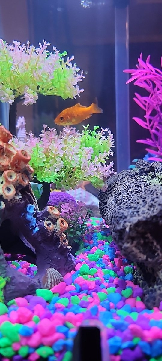 Yes, you can see my goldfish in it's highrise apartment.