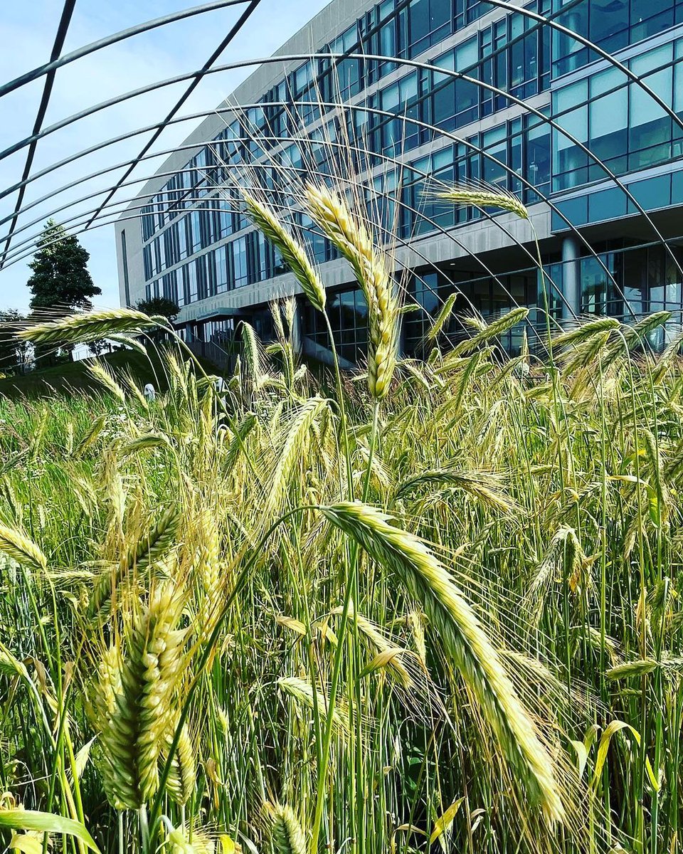 Look at this gorgeous winter rye growing in our raised beds adjacent to the @JWUProvidence Cuisinart Center for Culinary Excellence!  It was sown during last fall’s maiden voyage of the Ancient Grains &amp; Hearth Breads class (SFS3002) — part of the  Sustainable Food Systems degree.