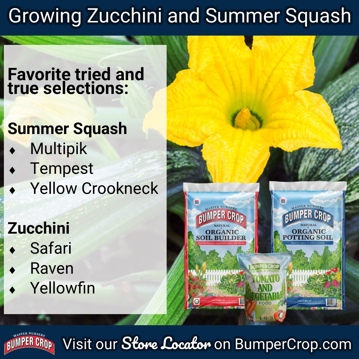 Plant zucchini and summer squash into the ground, in a container, or in a raised bed. See our article for planting instructions: bumpercrop.com/growing-zucchi…  #BumperCrop #SoilBuilder #PottingSoil #Zucchini #SummerSquash