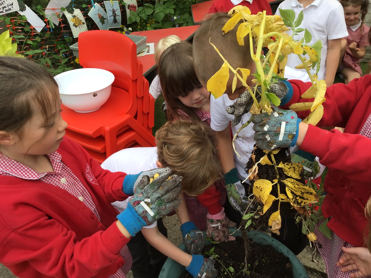 YBontFaen's tweet photo. Blwyddyn 1 have been harvesting our potatoes. #outdoorlearning  #potatoes #healthyeating #growtoeat https://t.co/zvtCXAmnEF