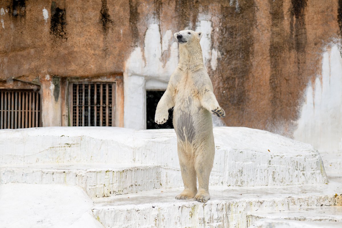 天王寺動物園のホッキョクグマの見事な立ち姿を見てくれ🐻‍❄️