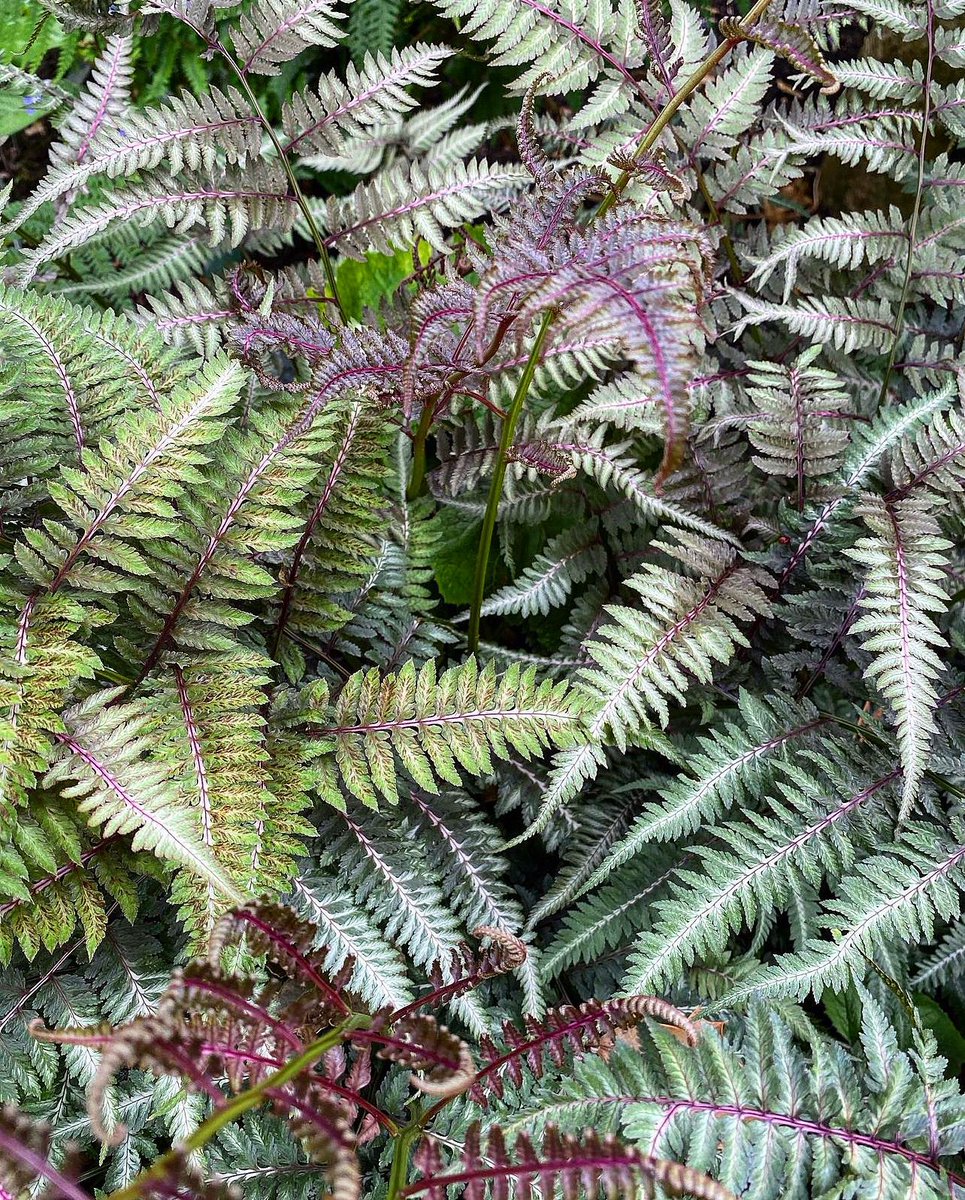 PlantSnap tweet media