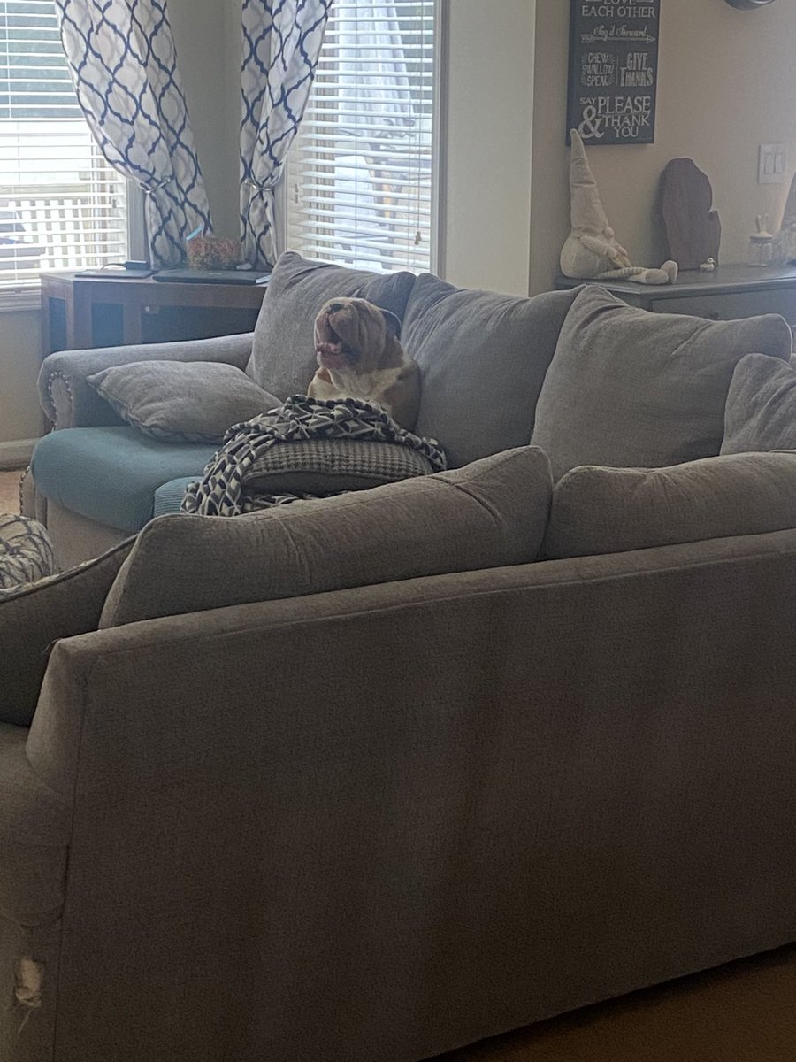 Mom thinks 9am is an acceptable time to get me up, I don’t agree. #dogsoftwitter #itstooearly