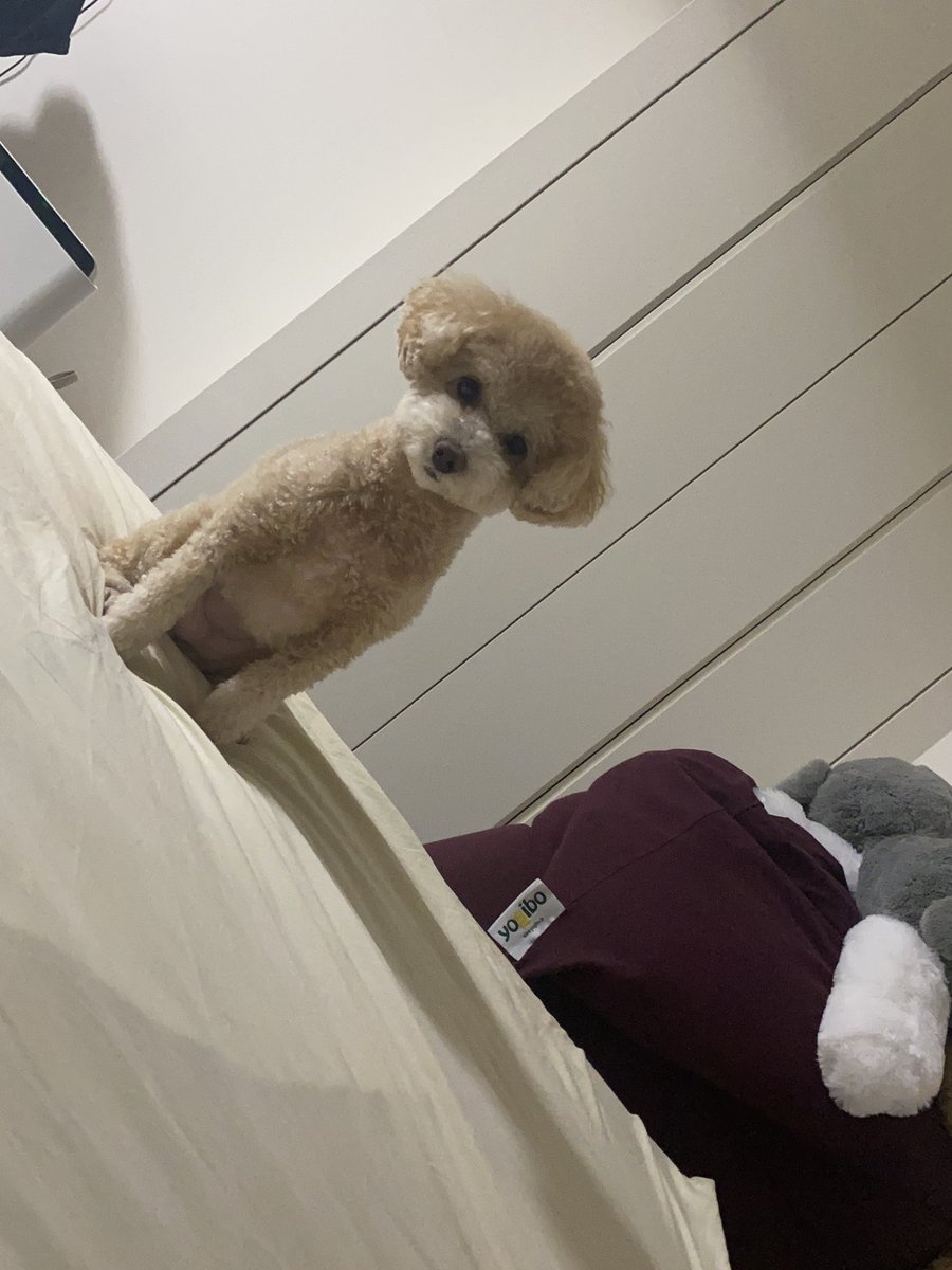 monatanmonatan's tweet photo. サマーカットにお願いしたら
思ったより赤ちゃんになって帰ってきましたよ👶

#トイプードル
#犬 https://t.co/WfXbZEJK89