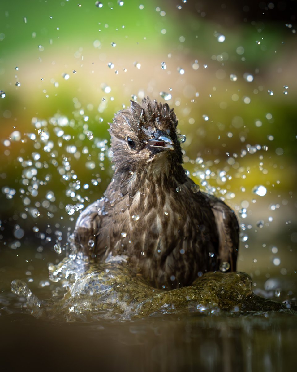 Splash splash 💦 
..a young Starling having a bath 🛀

#wildlifephotography #wildlife #WildlifeWednesday #BirdsOfTwitter 
#TwitterNaturePhotography