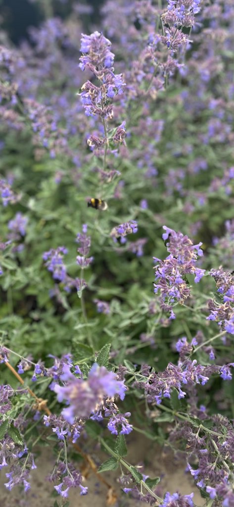 RDaSH_CAMHS's tweet photo. The #BeeGarden at #Doncaster CAMHS Crystal building is in full bloom, providing the perfect habitat for visiting bees 🐝 and other insects 🐞 @childrencgrdash @Christi29448451 @TobyLewis_NHS @KathLavery @BBCRadio2 @rdash_nhs https://t.co/iPBAI4fXkx
