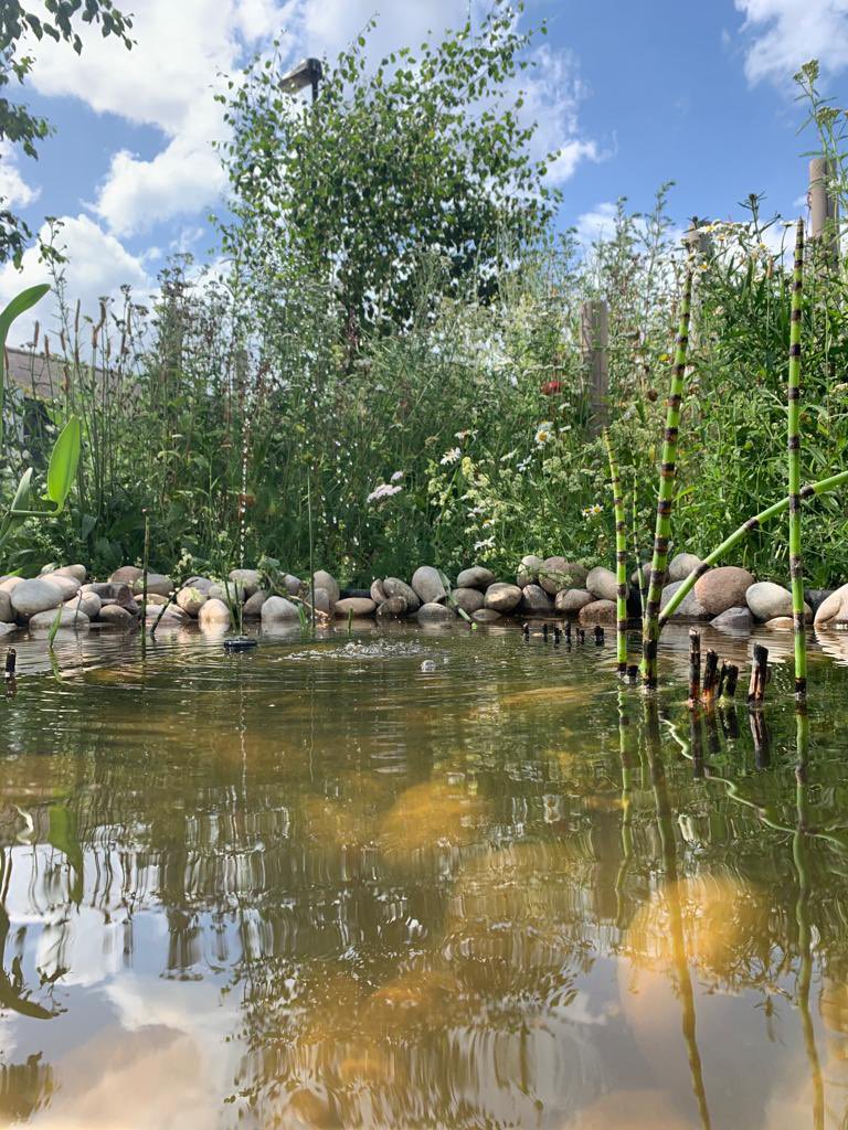 RDaSH_CAMHS's tweet photo. The #BeeGarden at #Doncaster CAMHS Crystal building is in full bloom, providing the perfect habitat for visiting bees 🐝 and other insects 🐞 @childrencgrdash @Christi29448451 @TobyLewis_NHS @KathLavery @BBCRadio2 @rdash_nhs https://t.co/iPBAI4fXkx