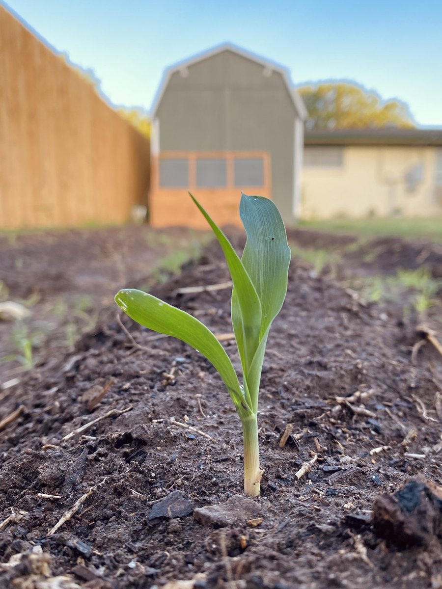 emilyprisk15's tweet photo. But look how cute these little sprouts are. Babies🥹 https://t.co/DslpWJPsSL