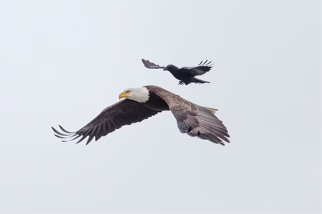 OakInteractive's tweet photo. Birds of a feather flock together.  You can’t soar like an eagle if you’re hanging around pigeons.

#OAK  #AgencyLife  #DeepThoughts https://t.co/Y3W7HxSGsj