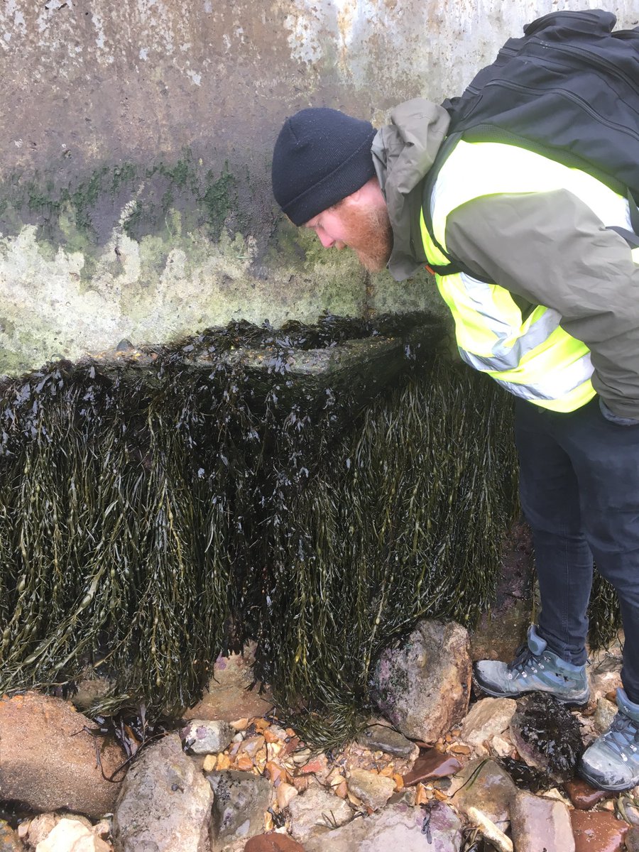 10 years after deployment. These are the Vertipools that started our ecoengineering journey.
#ecoengineering #rockpool #seaweed #marinebiology #artecology #vertipool