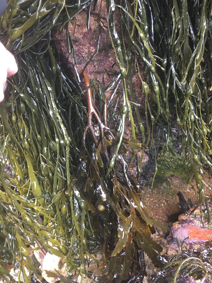 ArtecologyDept's tweet photo. 10 years after deployment. These are the Vertipools that started our ecoengineering journey.
#ecoengineering #rockpool #seaweed #marinebiology #artecology #vertipool https://t.co/7ACQL8xlDU