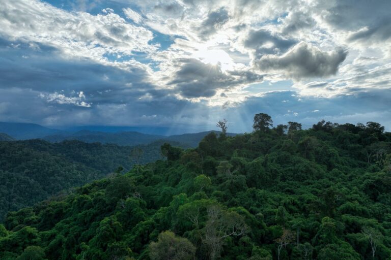 AccelerList's tweet image. Environmental governance in the Amazon buff.ly/3NSw4VU