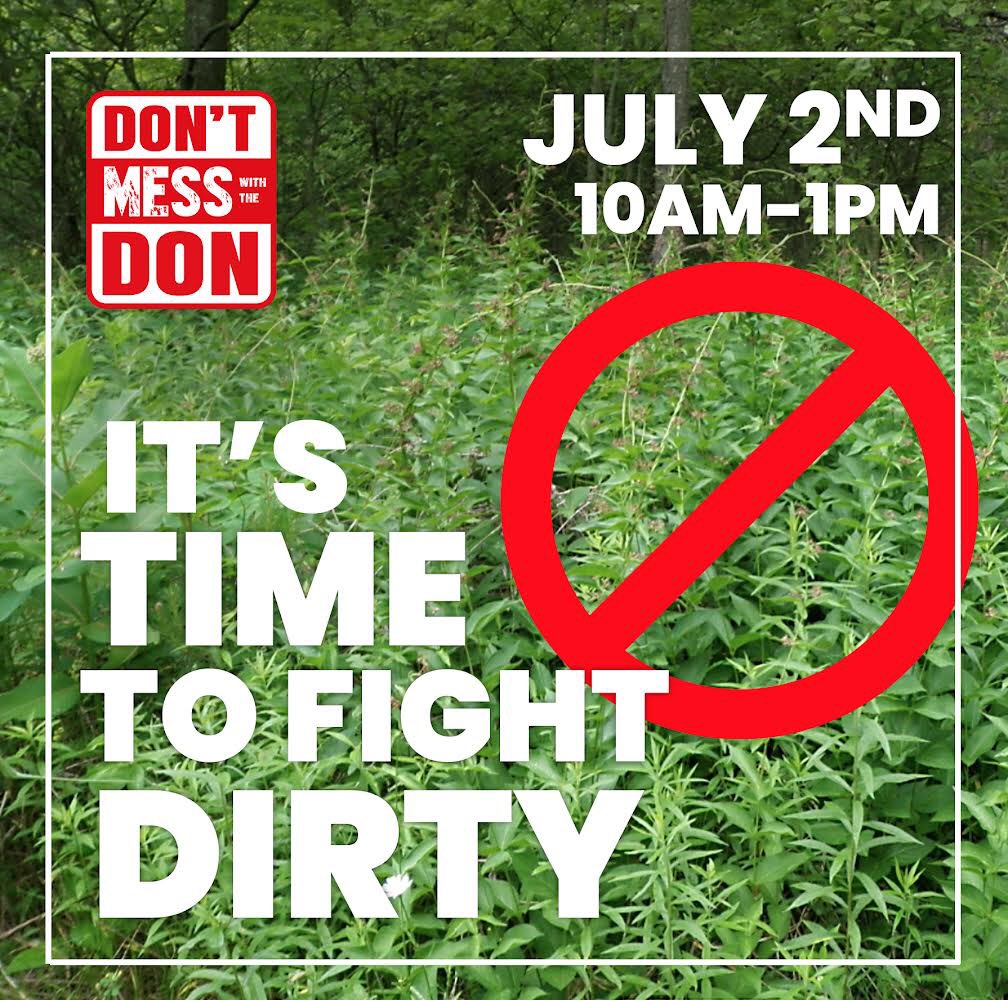 This Sunday July 2! Help remove invasive species in the Don Valley, such as Dog Strangling Vine and Buckthorn. Meet us at 10am on 11 Redway Road (Loblaws Parking lot)