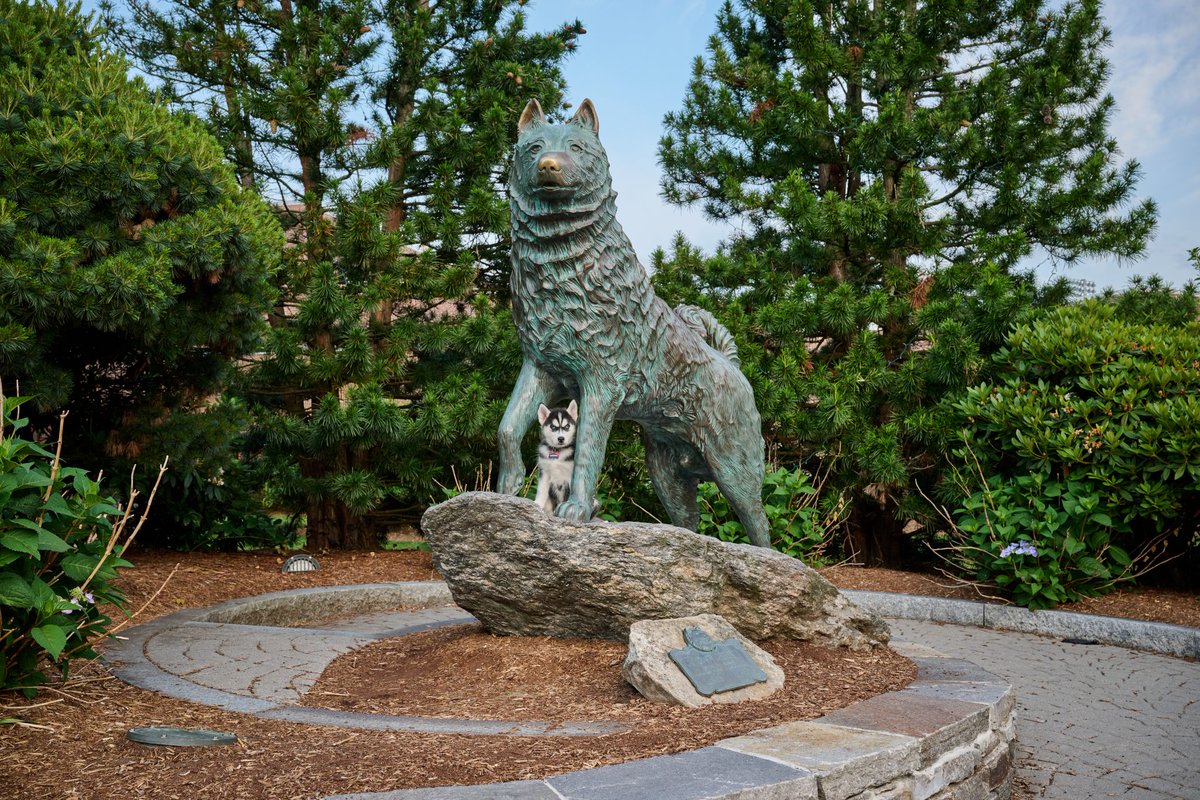 TJBreen's tweet photo. Jonathan XV has arrived, and he is magnificent. And if you see anyone saying "You know, they call him 'XV' but there have actually only been 14 dogs," please feel free to tell them how shamefully wrong they are 
https://t.co/5xHs5xoRRD https://t.co/uaJWfM3Gfw