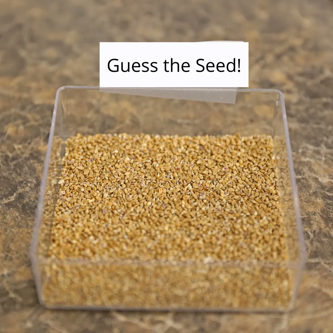 Happy Wednesday, #AgTwitter! We're halfway through the work week (aka hump day), but more importantly, it's time for another round of #GuessThatSeed! 🌱 

Can you guess the correct answer? Put your knowledge to the test and if you get it right, we'll give you a shoutout!