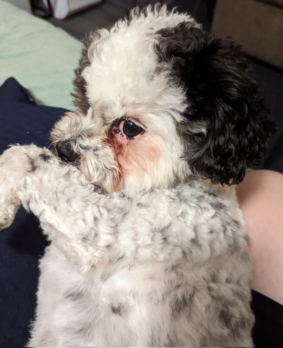 Laying right on mom for my morning massages. Making eye contact when she thinks it over.
