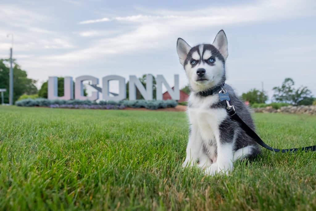 TJBreen's tweet photo. Jonathan XV has arrived, and he is magnificent. And if you see anyone saying "You know, they call him 'XV' but there have actually only been 14 dogs," please feel free to tell them how shamefully wrong they are 
https://t.co/5xHs5xoRRD https://t.co/uaJWfM3Gfw