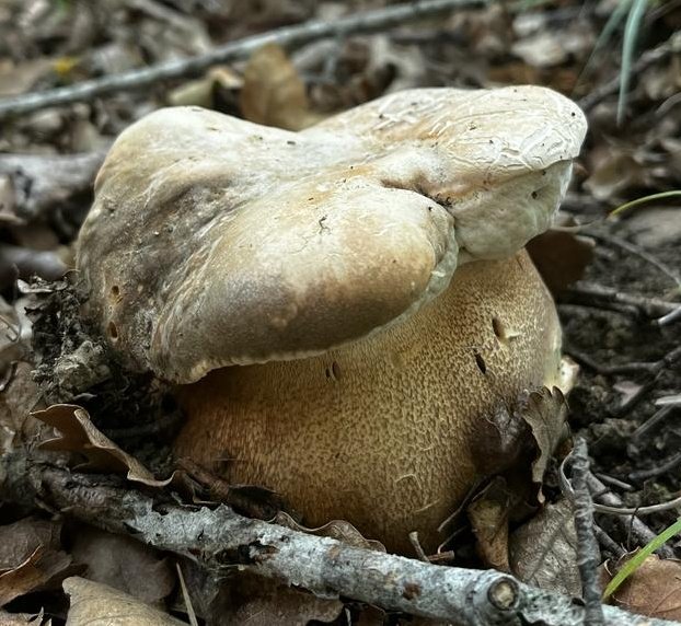 Boletus aereus. ✅️Good edible✅️ #fungi #mushrooms #nature #NaturePhotography #mycology #mushroomtwitter