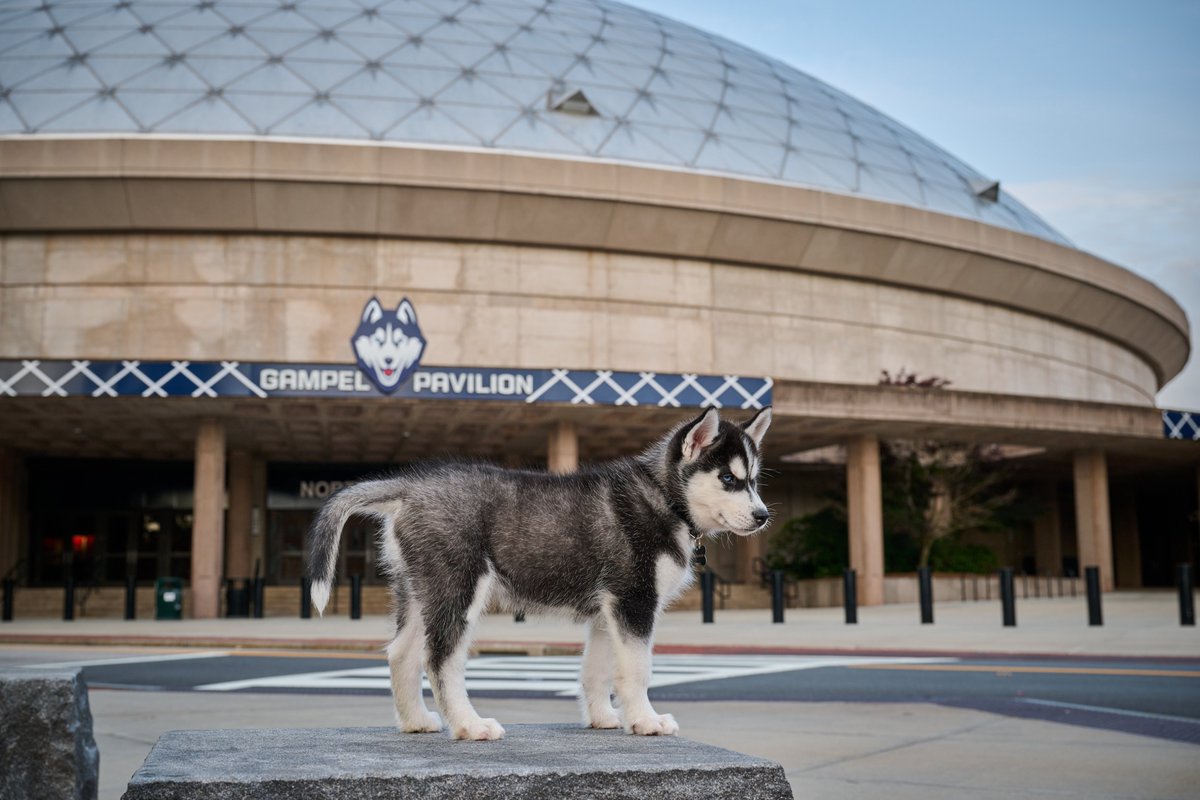 UConn Nation, join us in welcoming Jonathan XV to Storrs! 😍  

@JonathanHusky_ | #BleedBlue