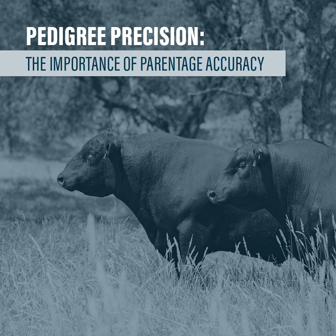 When did I turn out the clean-up bull after AI? How do I assign parentage if I don’t remember? Do I need to collect more data, even with genomic tests?

Learn how to be certain of the parentage of your calf crop with the use of genomic testing:  bit.ly/PedigreePrecis…