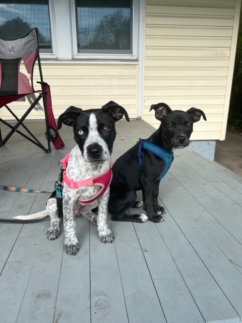petrescueny's tweet photo. Ollie & Chickie were found near a dumpster by a college student. They are 6 months old & 18 lbs; very sweet, active, playful, love people, snuggly, housebroken.🐾 Apply to adopt: https://t.co/1WShfG945W
#pointermix #cattledogmix #puppiesoftwitter #WoofWednesday https://t.co/5Ok91KwF8M