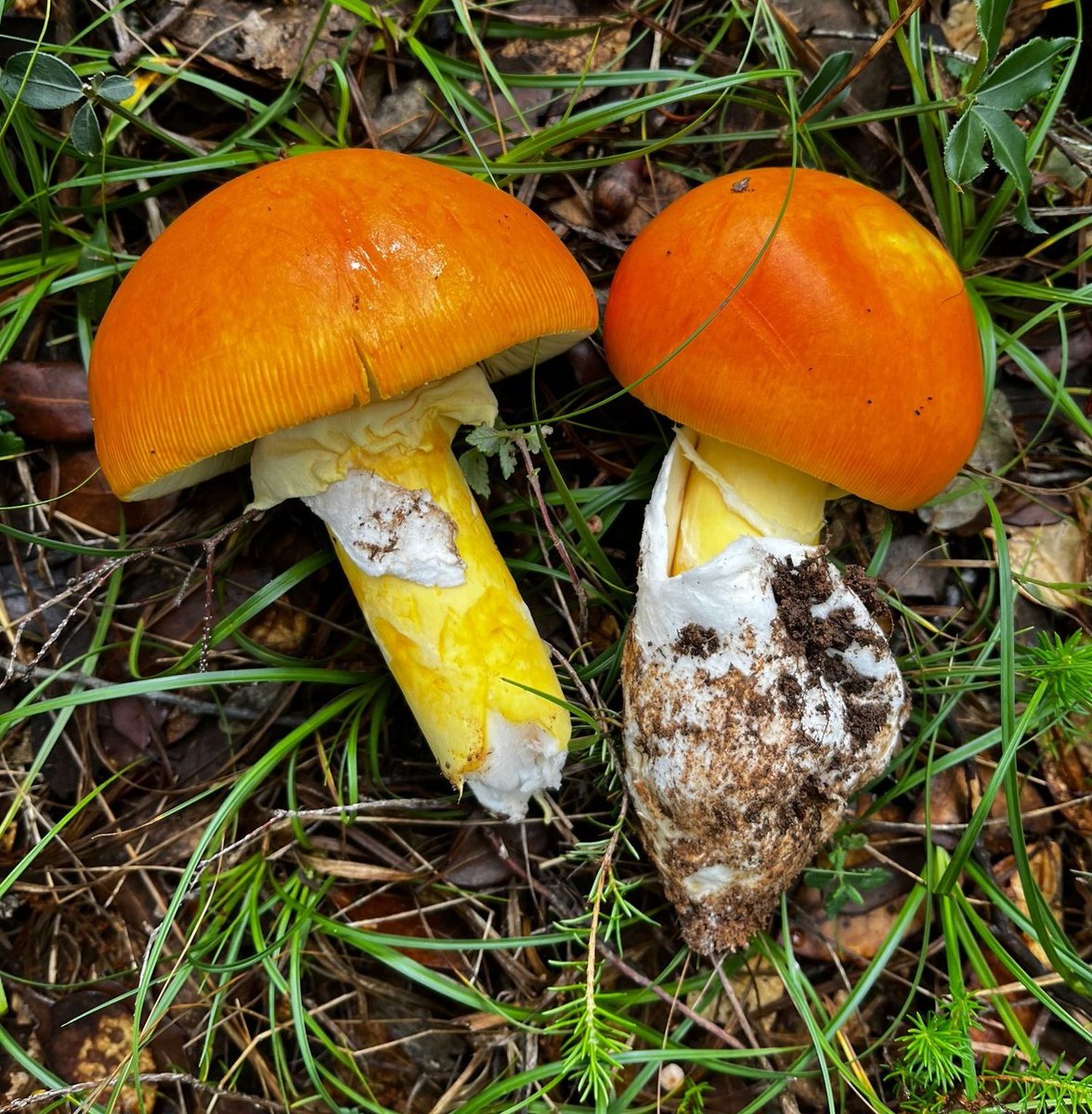 NavarraSetas's tweet photo. Amanita caesarea. 

✅️Good edible✅️

#fungi #mushrooms  #nature #NaturePhotography
#mycology
#mushroomtwitter https://t.co/VkrUw45QjM