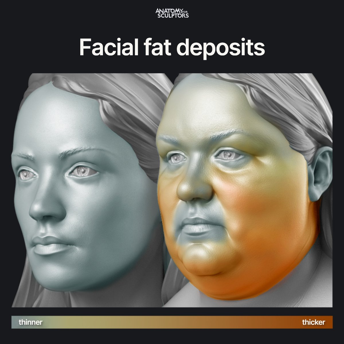 Anatomy For Sculptors On Twitter Facial Fat Deposits Are Thicker In anatomy-for-sculptors-on-twitter-facial-fat-deposits-are-thicker-in