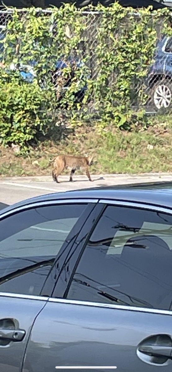 joewhite321's tweet photo. @WKRN Bobcat sighting in Green Hills (Hillsboro Pike) this morning. https://t.co/5uaUiPOqQQ