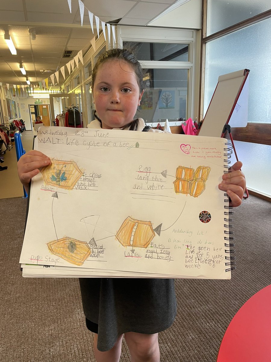 An ambitious capable learner showing us the life cycle of a bee in her theme work. @LlanmartinPrim #ethicallyinformed