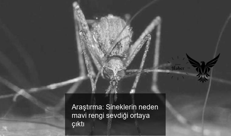 Lafedersiniz1's tweet image. (Araştırma: Sineklerin neden mavi rengi sevdiği ortaya çıktı) has been published on Haber Trendi | Güncel Haberler - habertrendi.com.tr/arastirma-sine… - #Sinekler