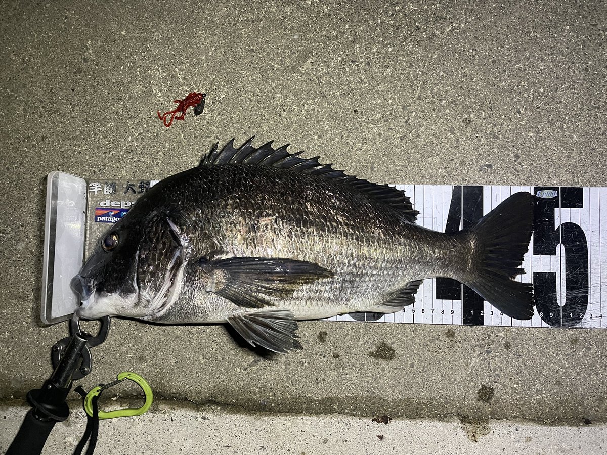 saoshiono's tweet photo. 娘を妊娠してから釣りを休んでいた妻🎣
1年10か月ぶりに黒鯛を釣り上げた！！

2023年6月28日 22:40  若潮

今年１匹目 ４７cm

ベビードラゴン 9g フリーリグ

#brenious  
#伊勢宮川チヌ釣り https://t.co/N7m0g9gYIE
