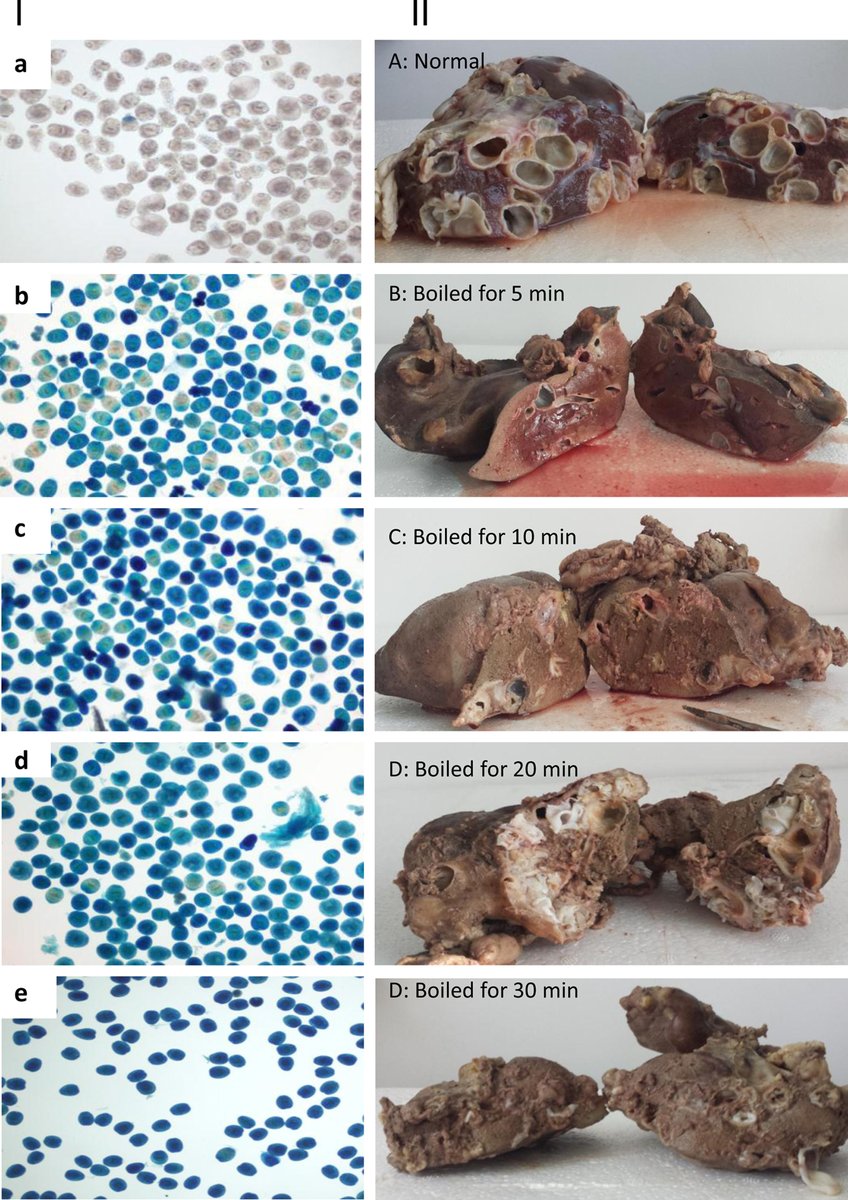 Aid Moubarak!
Please remember that transmission of echinococcosis happens mainly on this day. Never give raw sheep parts to dogs!
Read:
Boiling sheep liver or lung for 30 minutes is necessary and sufficient to kill Echinococcus granulosus...
doi.org/10.1051/parasi…