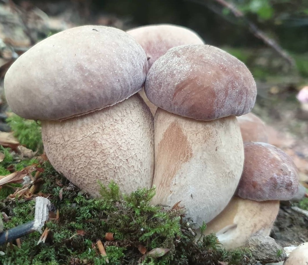 Boletus reticulatus 

✅️Good edible✅️

#fungi #mushrooms  #nature #NaturePhotography
#mycology
#mushroomtwitter