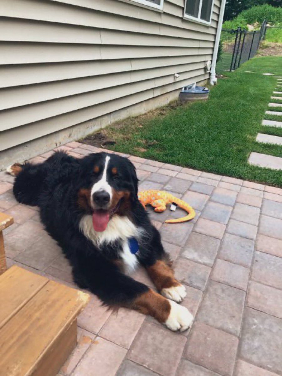 RussianBerner's tweet photo. #WayBackWednesday 2.5 yo 110 lbs (mom fattened me up to 148lbs🙄😂) 😊#IphoneMemories #OnThisDay #GotchaWeek #2017 #dogsoftwitter #bernesemountaindog https://t.co/9s5rIyuuB8
