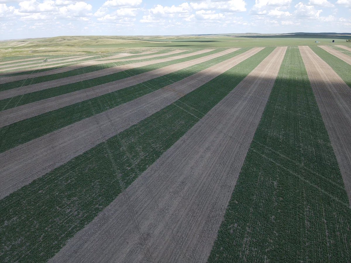 CarldeConinck's tweet photo. @shaunhaney No plugged runs here, but definitely working on a new cropping system. Using some old practices with new technology! #weedit #stripfarming https://t.co/cnt95XukjW