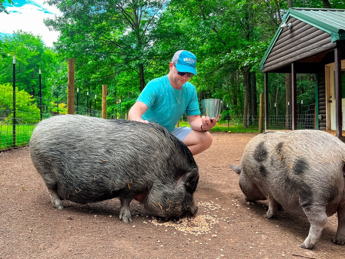 PigginsandBanks's tweet photo. A few scenes from our guided tour this past weekend! 🐷 Want to meet pigs and learn about them? Come visit us! We give small, intimate, guided tours on select Sundays. You can sign up and reserve a spot at https://t.co/r07QsCX8pm 🐽

#thingstodoinva #pigs #animalrescue #nonprofit https://t.co/0aDfOdT7QS