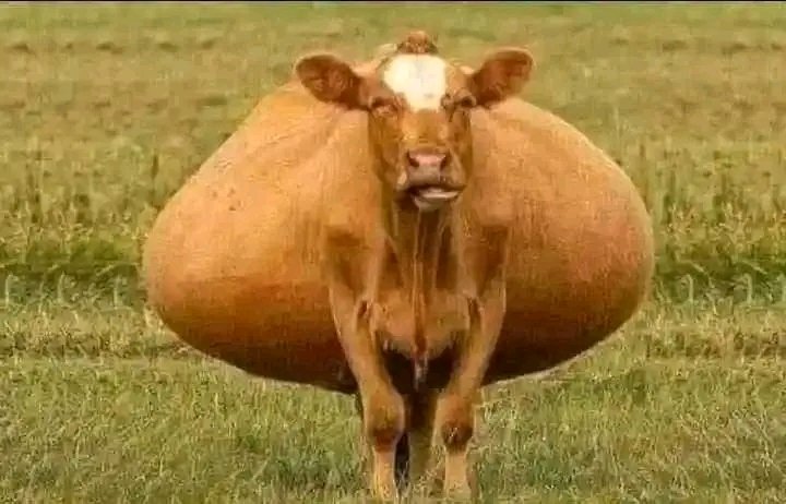 utompops's tweet photo. Nigerian politician right 👇👇
Gistlover olosho 30bg  call anita https://t.co/rs1P00g2Uw