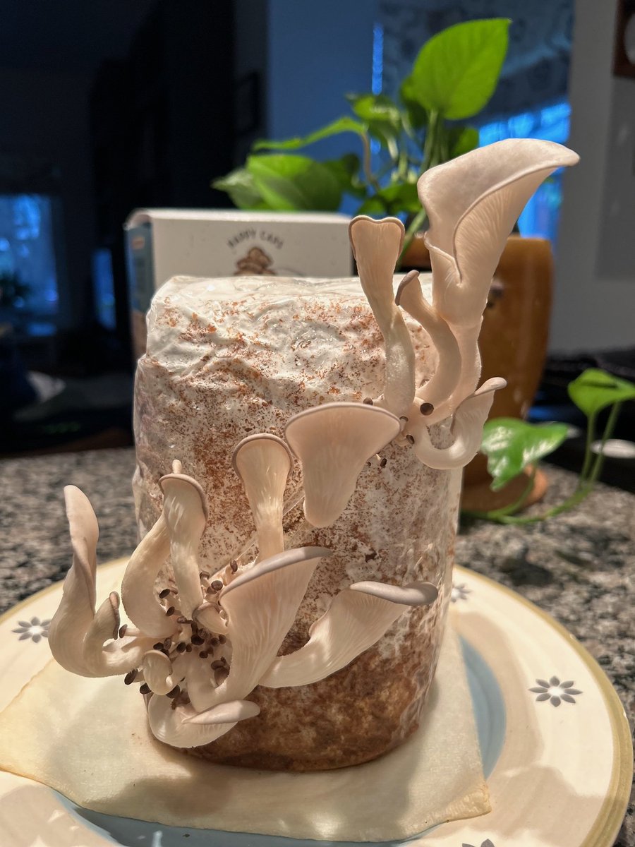 happycaps_hfx's tweet photo. Check out the beautiful Oyster growth from Geoff! We love seeing progress shots - tag us or send them to our email > customercare@happycaps.ca 
🍄
#Mushrooms #MushroomGang #MushroomKit #HappyCaps #HappyCapsHfx #DIYMushrooms #OysterMushroom #BlueOyster #PleurotusColumbinus https://t.co/gpKMhposAN