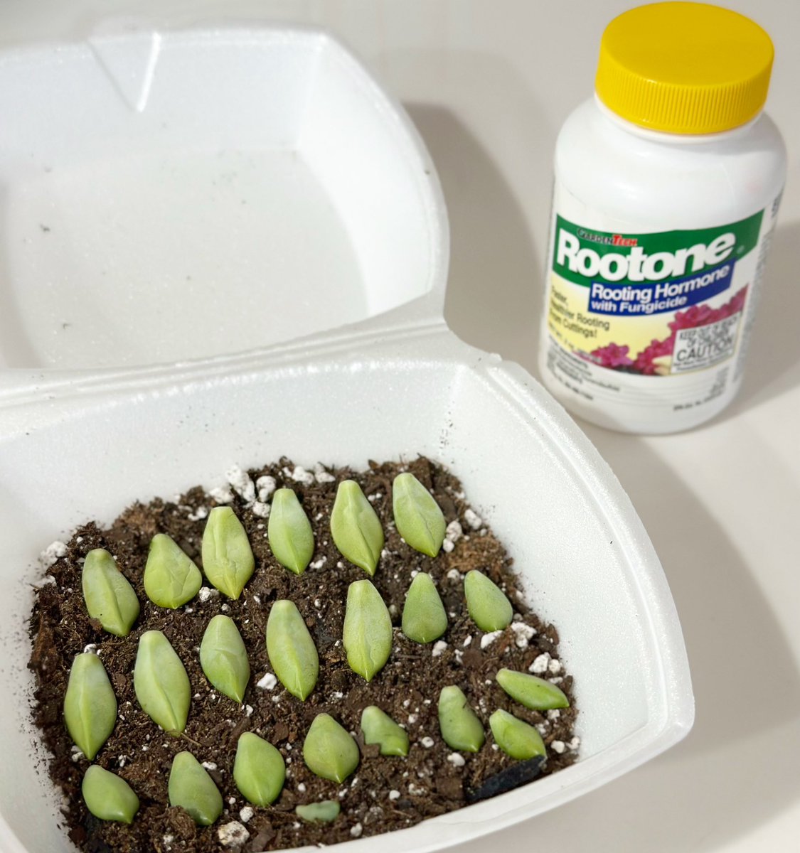 EllalalaHannah's tweet photo. 多肉ちゃんを植え替えた時に外した葉っぱを葉挿し🌱
早く新しい葉っぱが出るようにルートンつけてみた😆
#多肉
#多肉葉挿し 
#rootone https://t.co/7tIgREeeWL