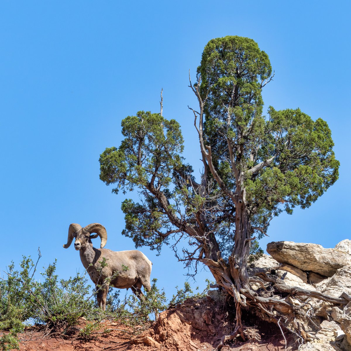 PPRBD's tweet photo. Good morning from our good friend the Big Horn Sheep.

He wanted to remind everyone that there's a code change coming up on Friday.   🙃    #wildlife #wildlifephotography #colorado #GOG #codechange https://t.co/4WyiuHDBxX