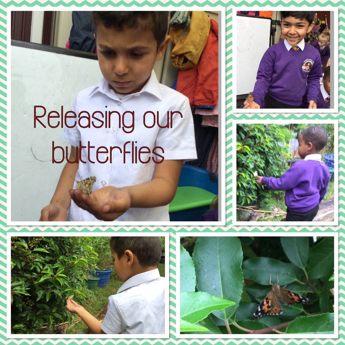 EyfsPrimary's tweet photo. We’re so lucky that all five of our caterpillars completed their metamorphosis into gorgeous butterflies. We released them this afternoon 🦋 #lifecycles #rps #reception #butterflies https://t.co/4Jj6KpQv5M
