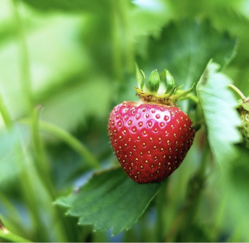 Foodari's tweet image. Have you tried new season outdoor crop strawberries from Newlands Farm in Teynham yet?

Full of flavour and with fixed price through to the autumn, they are perfect to showcase on your summer menus 💚

#foodies #passion #extramile #foodari #notyourordinary #helpkentbuylocal
