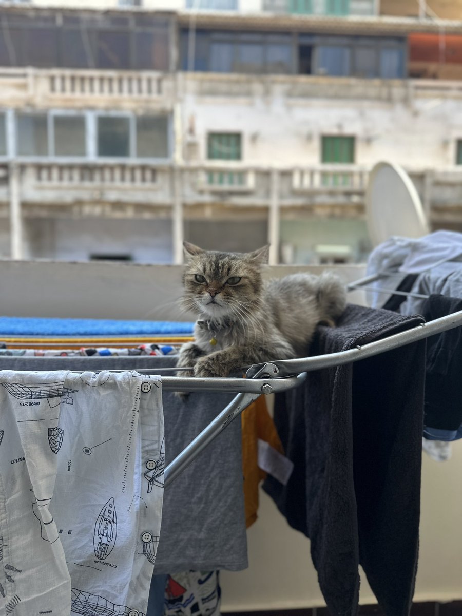 زياد مرسي tweet media