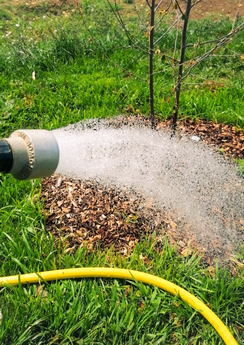 Barchamtrees's tweet photo. Keep vigilant with watering throughout the summer months.

If you need any help or advice, we are available on the phone, email or chat!

#watering #barchamtrees #trees #uktrees #uktreegrower #uktreenursery #treeplanting #plantingtrees #landscapedesign #biosecurity https://t.co/dU5aEDf540