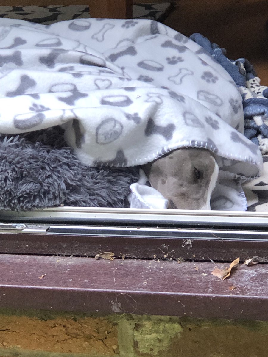 Walk?  Me??  No Fanks, me snoozing. Come back next week please. ❤️❤️❤️🐾🐾🐾❤️🐾❤️🐾